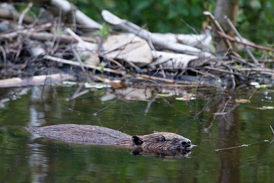 BUITEN BEELD Foto: 97955