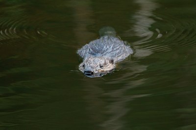 BUITEN BEELD Foto: 97966