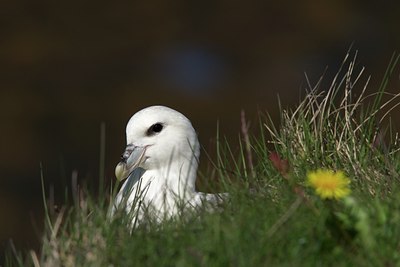 BUITEN BEELD Foto: 97978