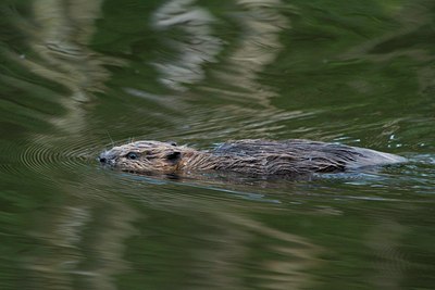 BUITEN BEELD Foto: 97981