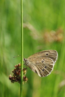 BUITEN BEELD Foto: 98008