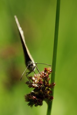 BUITEN BEELD Foto: 98010