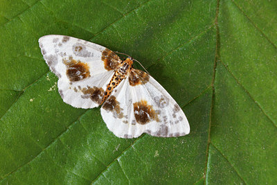 BUITEN BEELD Foto: 98055