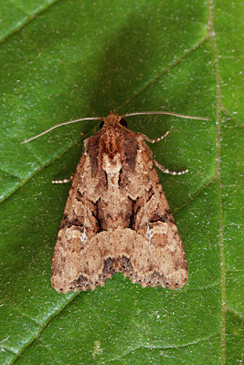 BUITEN BEELD Foto: 98056