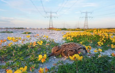 BUITEN BEELD Foto: 98148