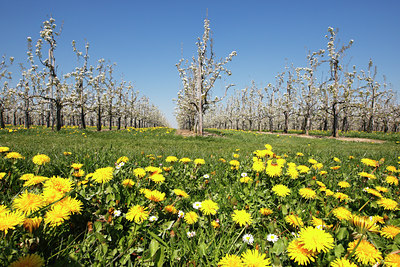 BUITEN BEELD Foto: 98226