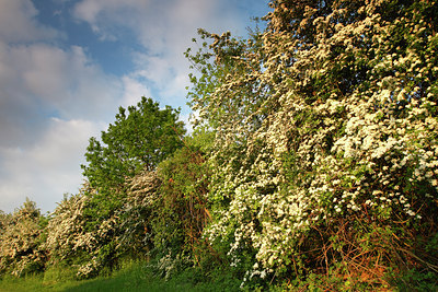 BUITEN BEELD Foto: 98252
