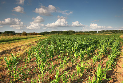 BUITEN BEELD Foto: 98257