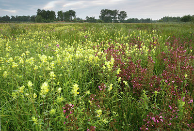 BUITEN BEELD Foto: 98266