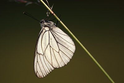 BUITEN BEELD Foto: 98322