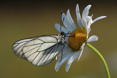 BUITEN BEELD Foto: 98325