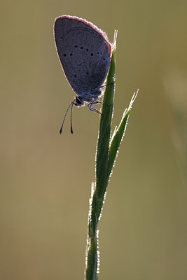 BUITEN BEELD Foto: 98327