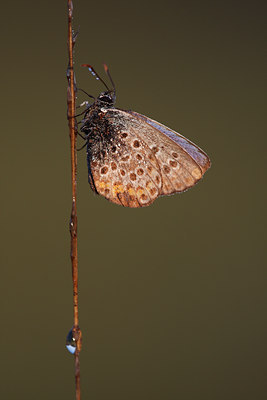 BUITEN BEELD Foto: 98330