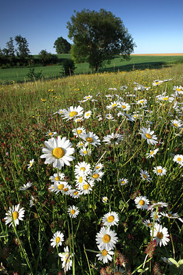 BUITEN BEELD Foto: 98348