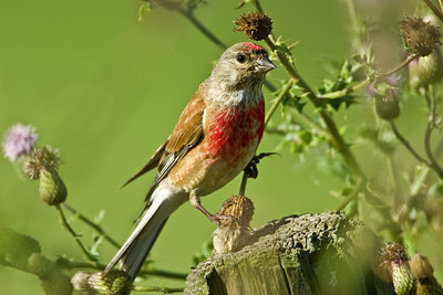 BUITEN BEELD Foto: 98376