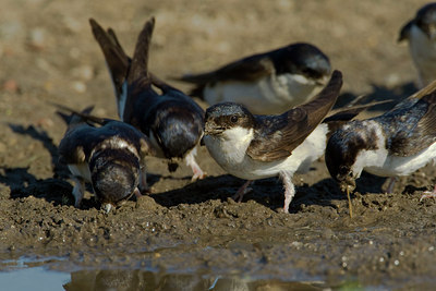 BUITEN BEELD Foto: 98378