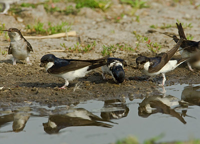 BUITEN BEELD Foto: 98379