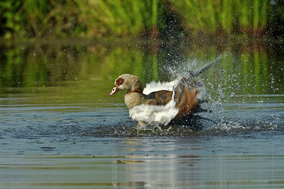 BUITEN BEELD Foto: 98381