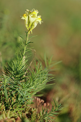 BUITEN BEELD Foto: 98418