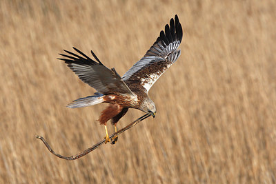 BUITEN BEELD Foto: 98424