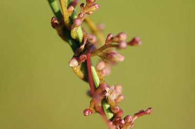 BUITEN BEELD Foto: 98428