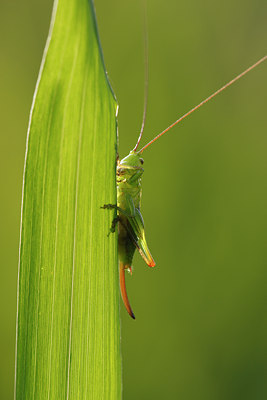 BUITEN BEELD Foto: 98439