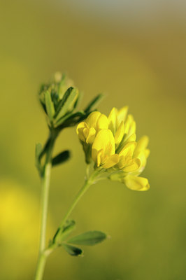 BUITEN BEELD Foto: 98440