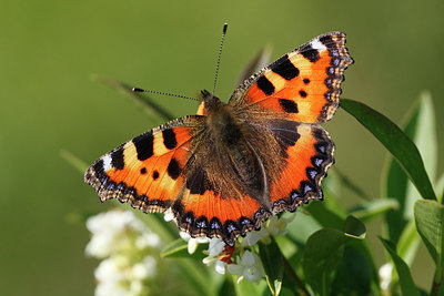 BUITEN BEELD Foto: 98441