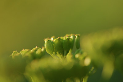 BUITEN BEELD Foto: 98449
