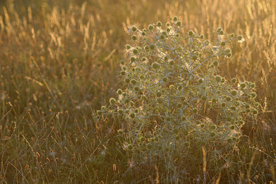 BUITEN BEELD Foto: 98455