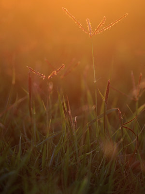 BUITEN BEELD Foto: 98458