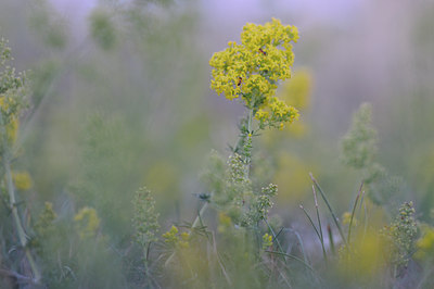 BUITEN BEELD Foto: 98463