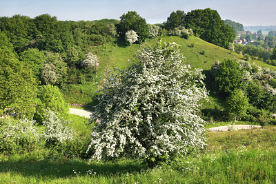BUITEN BEELD Foto: 98468