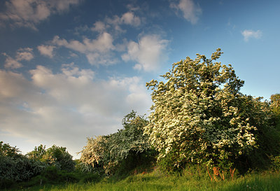 BUITEN BEELD Foto: 98480
