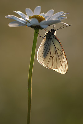 BUITEN BEELD Foto: 98489