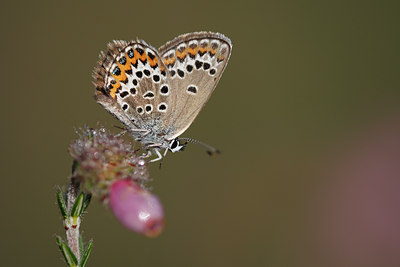 BUITEN BEELD Foto: 98490