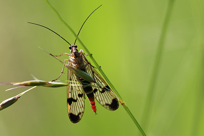 BUITEN BEELD Foto: 98492