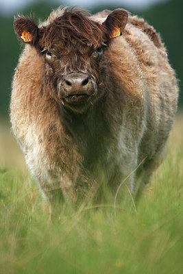 BUITEN BEELD Foto: 98514