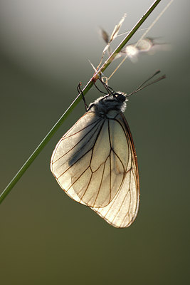 BUITEN BEELD Foto: 98524