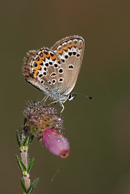 BUITEN BEELD Foto: 98526