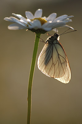 BUITEN BEELD Foto: 98561