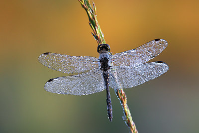 BUITEN BEELD Foto: 98564