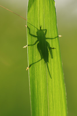 BUITEN BEELD Foto: 98565