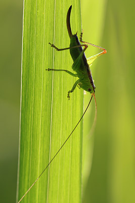 BUITEN BEELD Foto: 98567