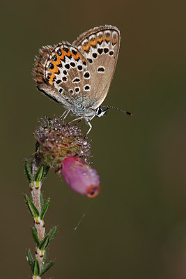 BUITEN BEELD Foto: 98568