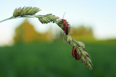 BUITEN BEELD Foto: 98581