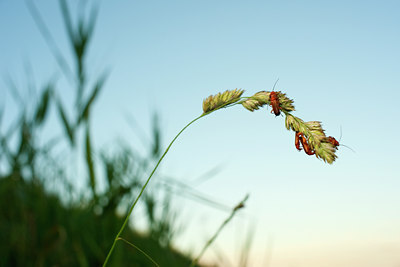 BUITEN BEELD Foto: 98582