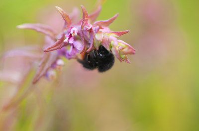 BUITEN BEELD Foto: 98590