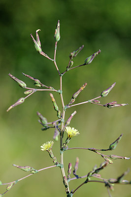 BUITEN BEELD Foto: 98605