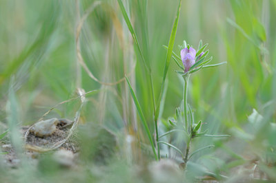 BUITEN BEELD Foto: 98608